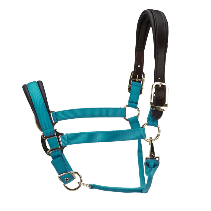 TEAL / PONY