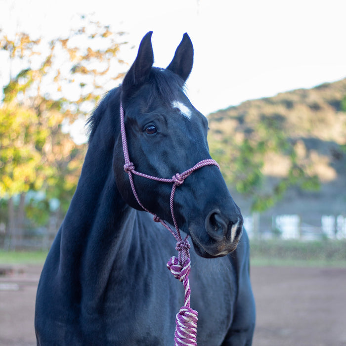 ARMA Rope Halter & Lead Set