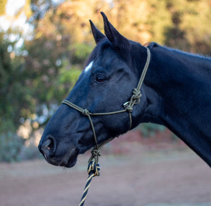 ARMA Rope Halter & Lead Set