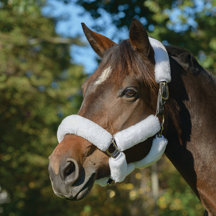 ARMA SupaFleece Halter Set