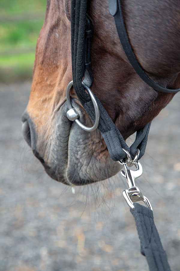Lunging Adapter