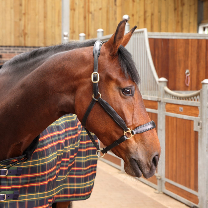 Tempest Plus Lite Stable Blanket