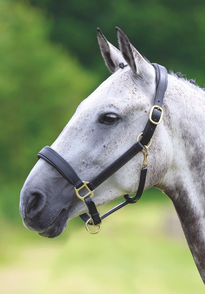 Velociti GARA Leather Travel Headcollar
