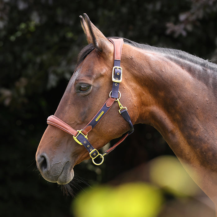 Velociti Lusso Padded Leather Halter with Breakaway